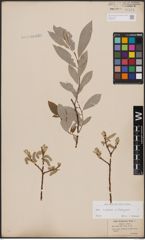 Foto von Salix caprea L. x Salix eleagnos Scop.